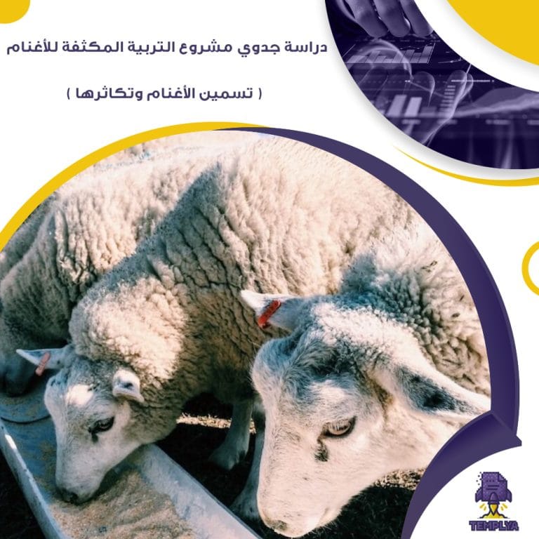 دراسة جدوي مشروع التربية المكثفة للأغنام ( تسمين الأغنام وتكاثرها ) ( جاهز PDF – DOC )
