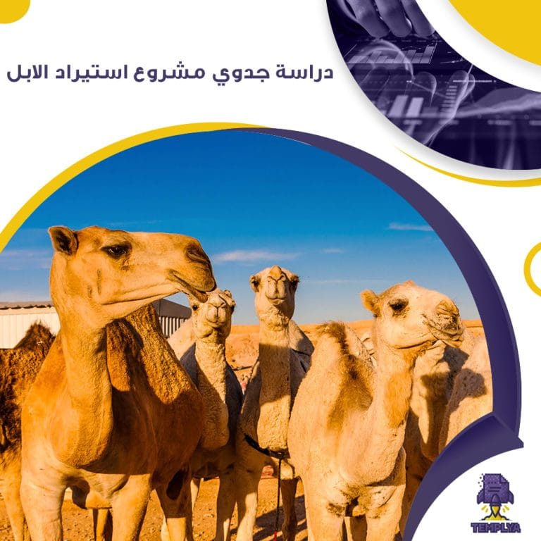 دراسة جدوي مشروع استيراد الابل ( جاهز PDF - DOC )