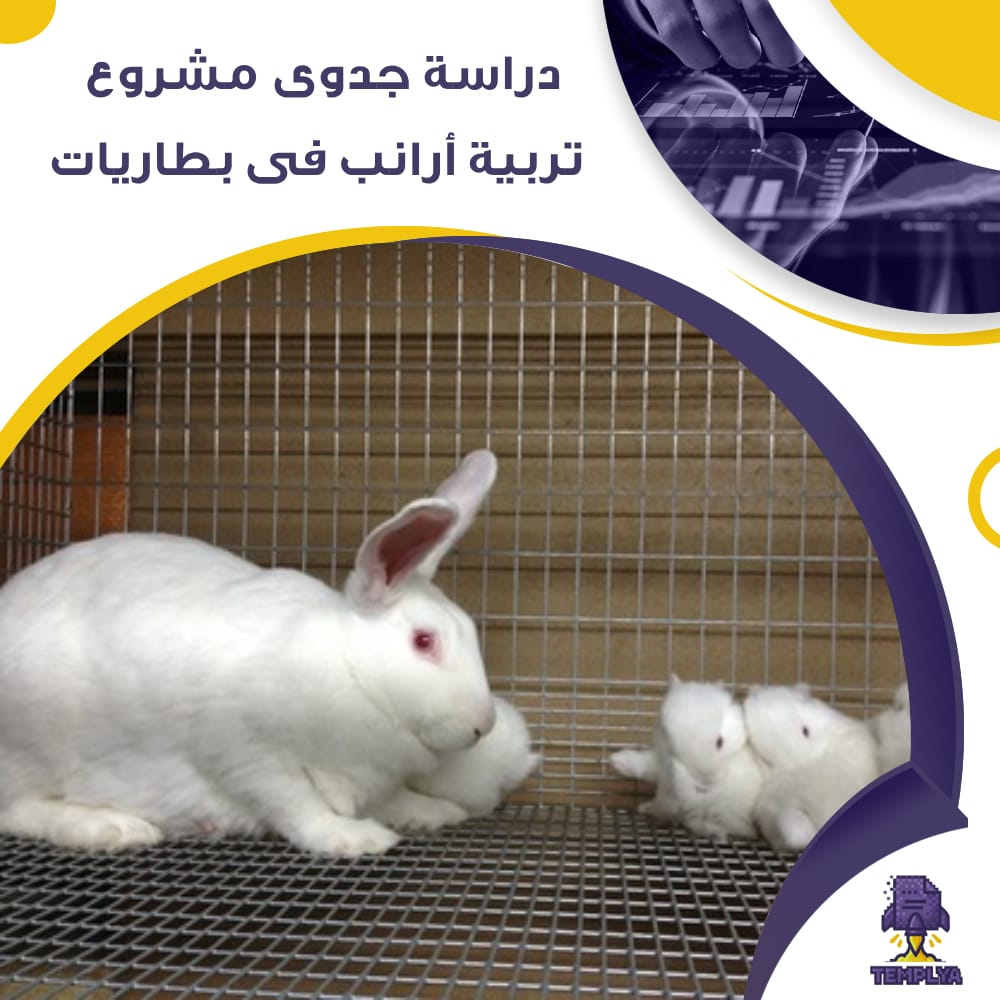 دراسة جدوى مشروع تربية أرانب فى بطاريات (جاهز PDF -DOC)