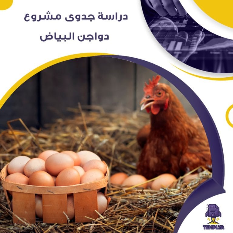 دراسة جدوى لمشروع دواجن البياض (جاهز PDF -DOC)