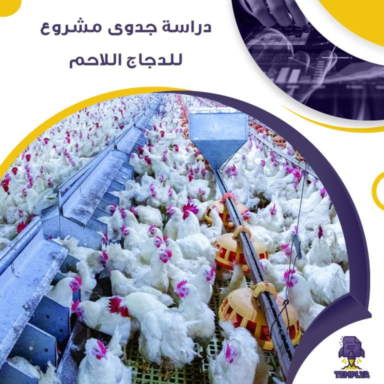 دراسة جدوى دراسة جدوي للدجاج اللاحم (جاهز PDF -DOC)