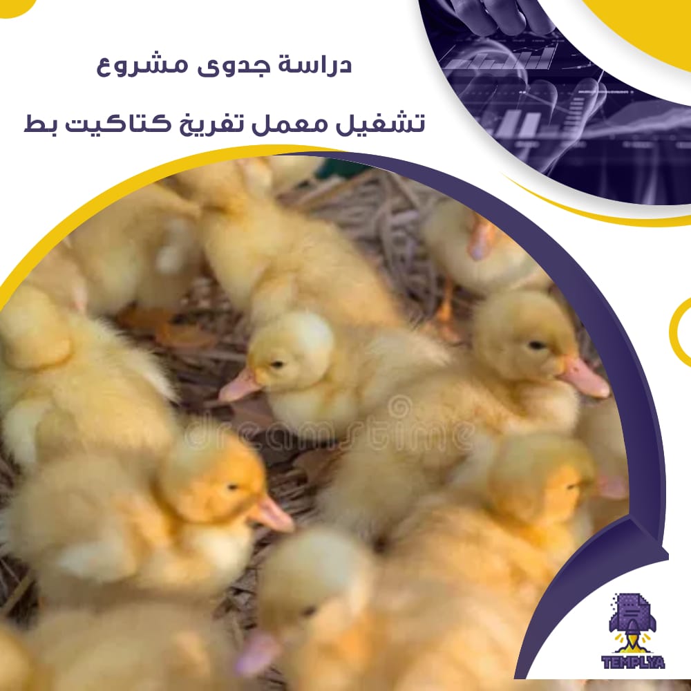 دراسة جدوى عن مشروع تشغيل معمل تفريخ كتاكيت بط (جاهز PDF -DOC) دراسة جدوى عن مشروع تشغيل معمل تفريخ كتاكيت بط (جاهز PDF -DOC)