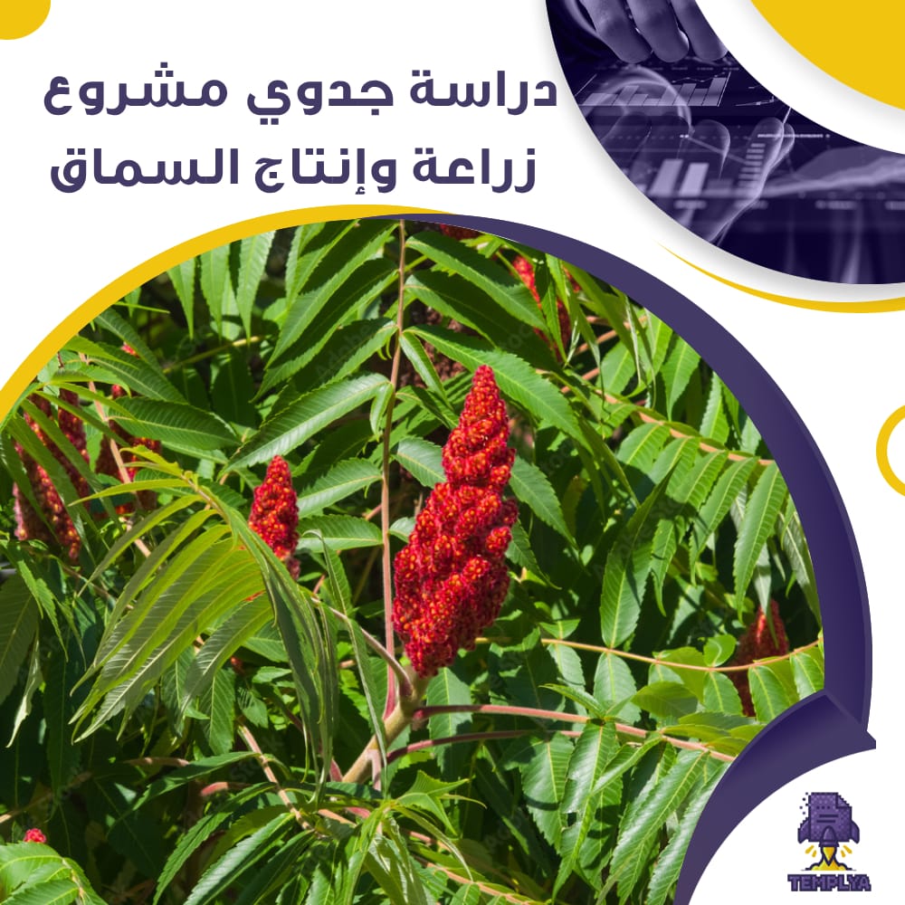 دراسة جدوى عن مشروع زراعة وإنتاج السماق (جاهز PDF -DOC)