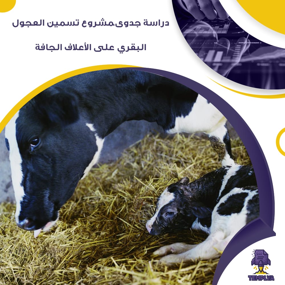 دراسة جدوى مشروع تسمين العجول البقري على الأعلاف الجافة (جاهز PDF -DOC)
