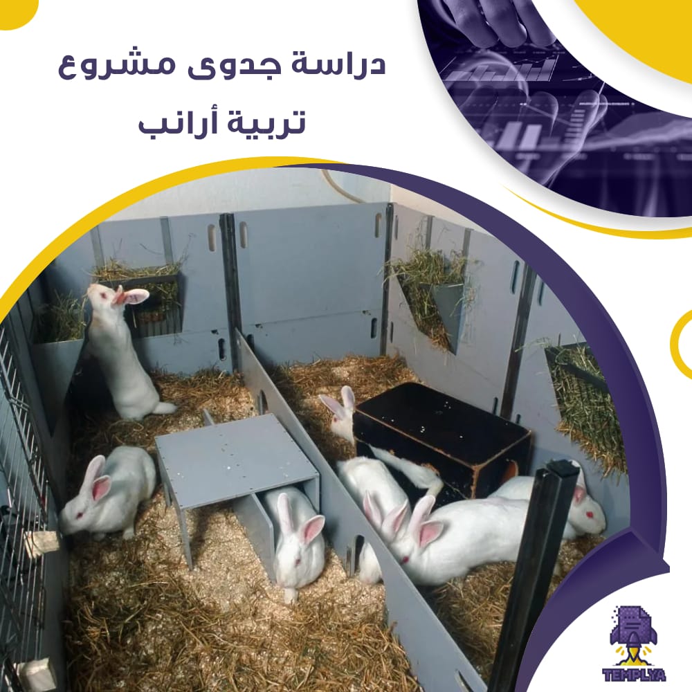 دراسة جدوى عن مشروع تربية أرانب (جاهز PDF -DOC)