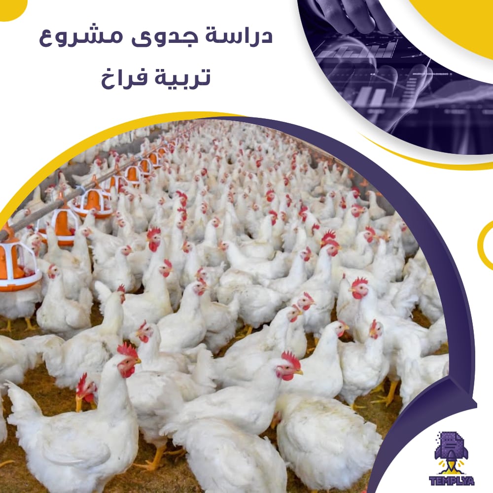 دراسة جدوى عن مشروع تربية فراخ (جاهز PDF -DOC)