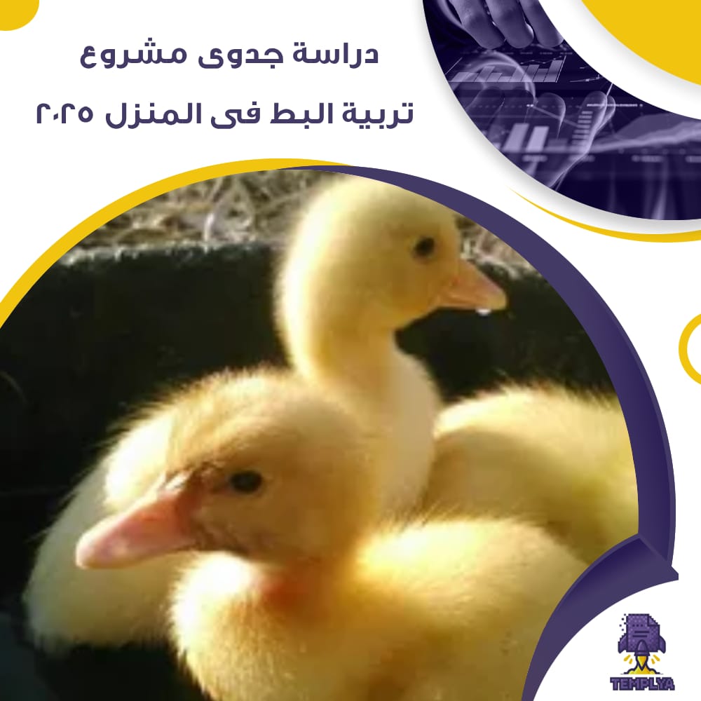 دراسة جدوى عن مشروع تربية البط فى المنزل 2025 (جاهز PDF -DOC)