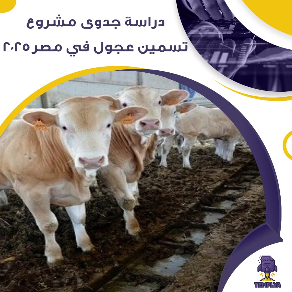 دراسة جدوى عن مشروع تسمين العجول في مصر 2025 (جاهز PDF -DOC)